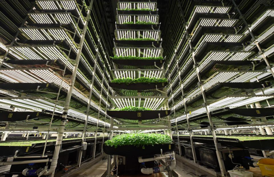 Vertical grow towers at AeroFarms in Newark, New Jersey.&nbsp; (Photo: ANGELA WEISS via Getty Images)