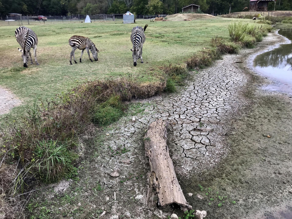 In this Monday, Oct. 7, 2019 photo, cracked earth is left behind after an ongoing drought dried up a stream at Pettit Creek Farms in Bartow County, Ga. Owner Scott Allen says that natural water sources like this one used to provide water for the zebras and other animals in the farm. Allen is now relying on city water from Cartersville, Ga, to care for the animals. (AP Photo/Jeff Martin)