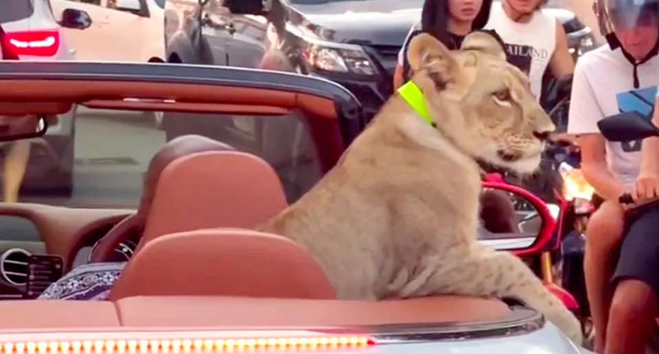 A lion cub is pictured leaning out of a car in Pattaya, Thailand. Source: TikTok