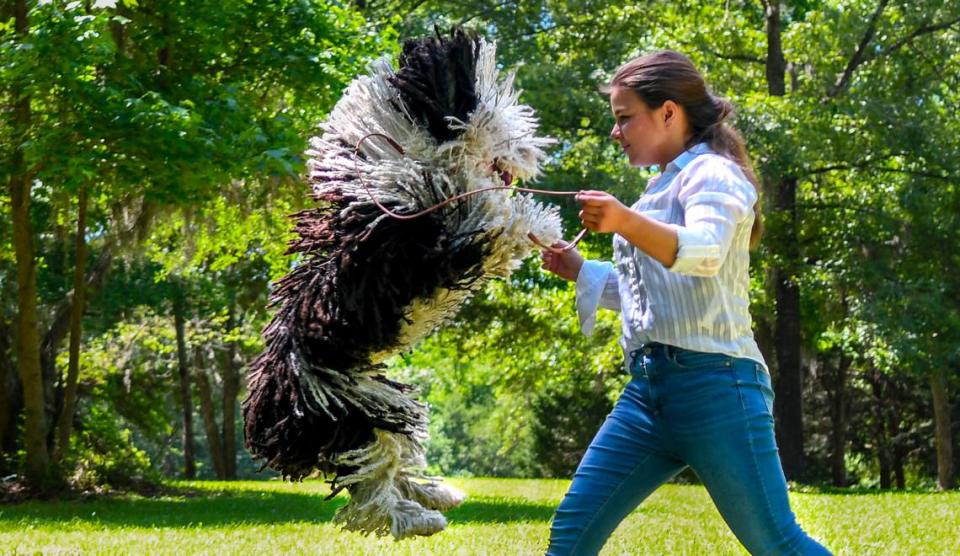Kadence Lancaster, 15, works with Hef, a Spanish water dog on May 21, 2024 near their home in Ridgeland, S.C. Hef won best of breed competition at the 2024 Westminster Kennel Club at Arthur Ashe Stadium in Queens, New York City.