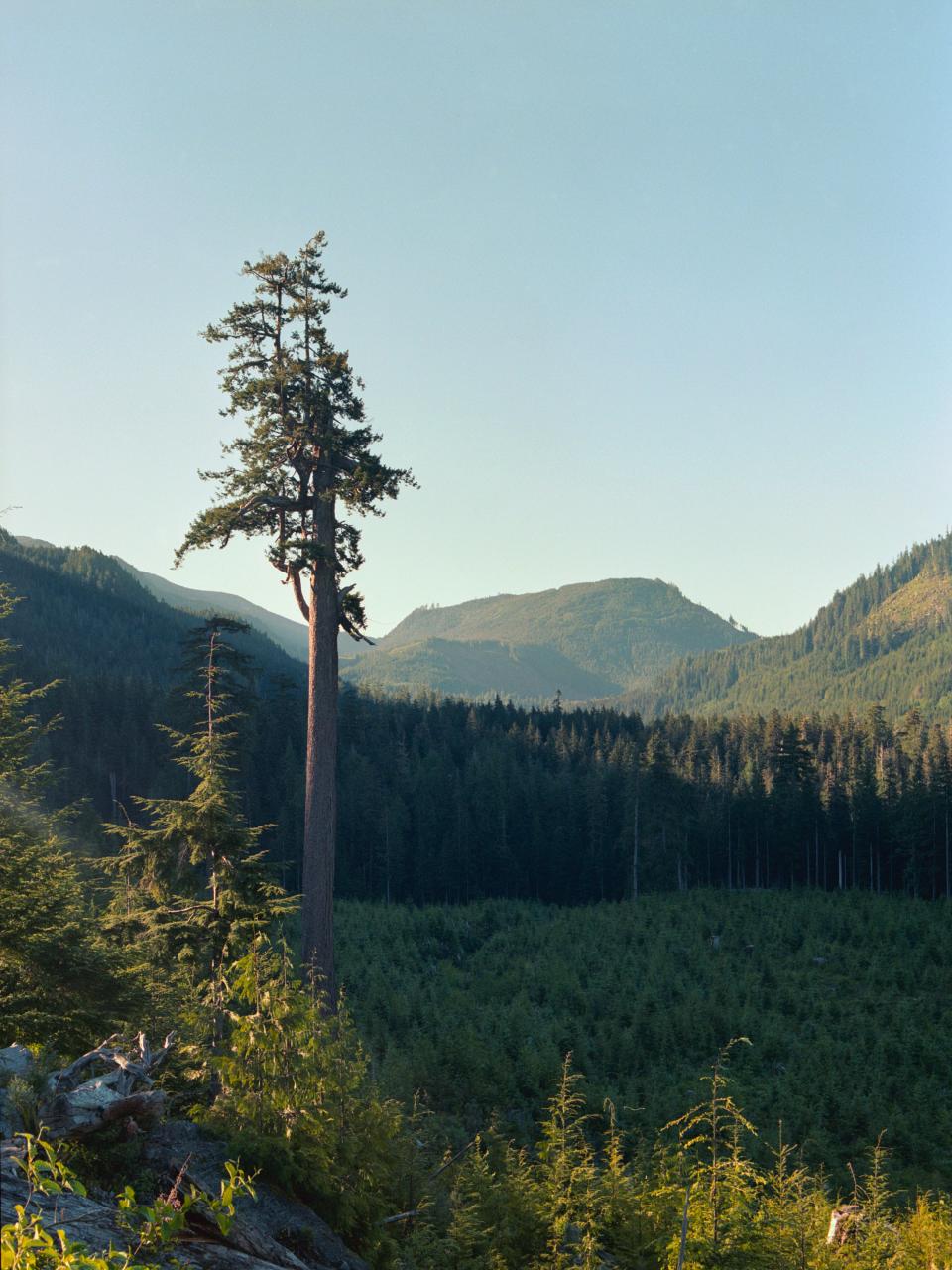 Big Lonely Doug, Canada’s second-largest Douglas Fir tree, is 230 feet tall and estimated to be over 1,000 years old. It was spared from logging in 2012 and now stands alone in the middle of a cut block approximately 13 miles away from the Fairy Creek watershed.