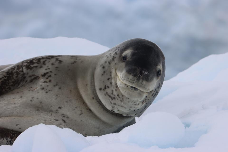 A close-up of a leopard seal lying in the snow.