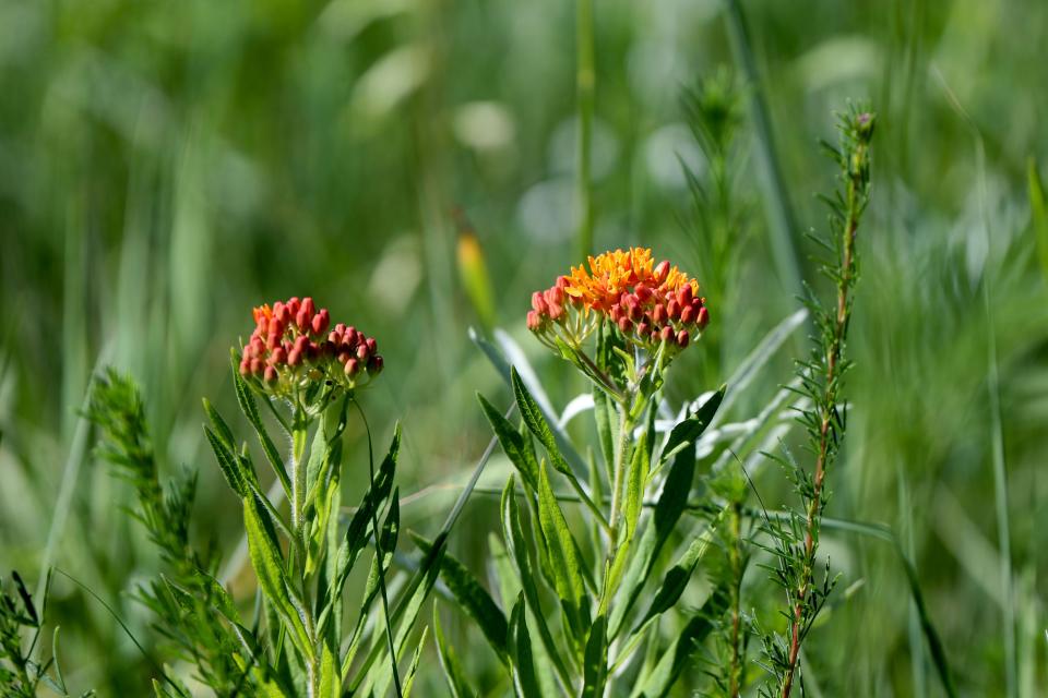 Butterfly weed flowers are seen in a prairie at the home of Jean and Tom Weedman in  the Town of Eagle on June 23.