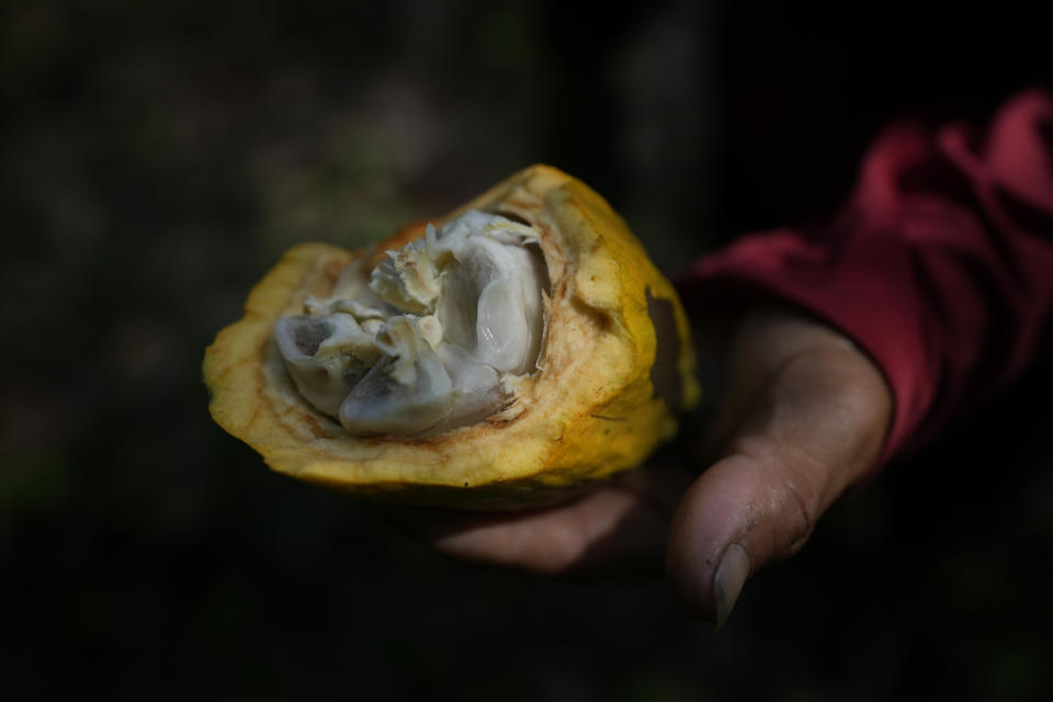 Jose Carlos holds an opened cacao fruit at the Sitio Gimaia Tauare where they are harvested by hand for processing by the De Mendes Chocolates company, on the island of Tauare, in the municipality of Mocajuba, Para state, Brazil, Friday, June 2, 2023. (AP Photo/Eraldo Peres)