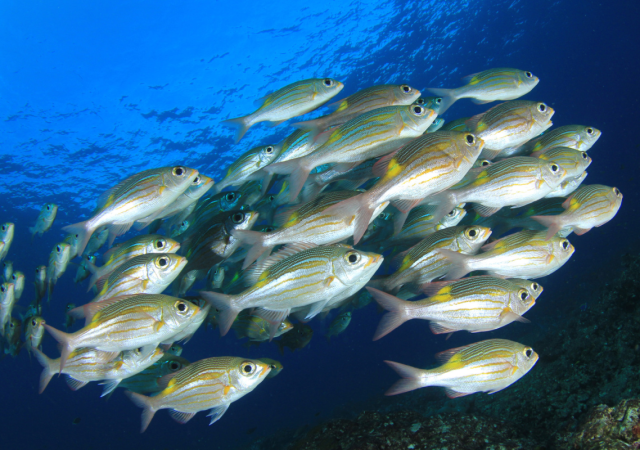 Native Fish Population Predicted to Rise After Major Expansion of Texas Port