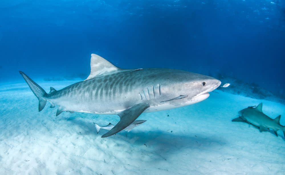 A tiger shark swims in the ocean.