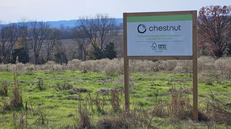 微軟與碳權新創公司Chestnut簽碳移除合約