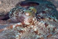 <p>Octopuses are extremely colorful. Their cells contain something called chromatophores, which are basically little balloons that they can contract producing different shades of color. They can even produce multiple colors at the same time. Normally, they use this to hide from predators or communicate with each other. A study at the <a href="https://www.youtube.com/watch?v=hNZ8Ui5Txbc" rel="nofollow noopener" target="_blank" data-ylk="slk:Marine Biological Laboratory in Woods Hole in Massachusetts;elm:context_link;itc:0;sec:content-canvas" class="link ">Marine Biological Laboratory in Woods Hole in Massachusetts</a> revealed that some even change colors to match the beat of a song (in this case, Cypress Hill).</p>