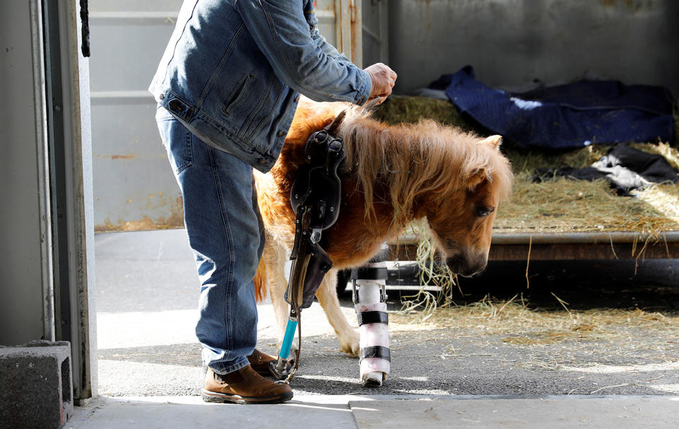 <p>Besitzer Lennie Green von Industry Maine legt Angel Marie, dem dreibeinigen Pony, bei einem Besuch bei Derrick Campana im Animal Ortho Care in Sterling, Virginia, die Beinprothese an, die Campana angefertigt hat, 27. März 2017. (Kevin Lamarque/Reuters) </p>