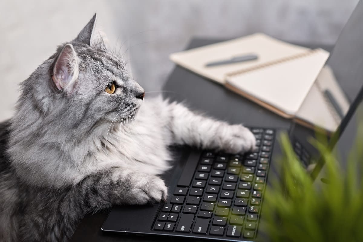 A gray cat "typing" on a laptop<p>Yulcha via Shutterstock</p>