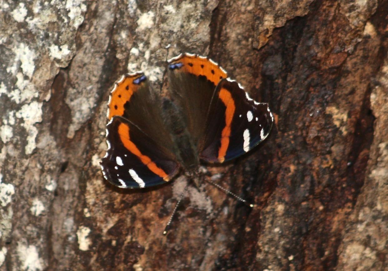 Red admiral butterfly drinking sap on a white oak at Beech Forest in Provincetown.