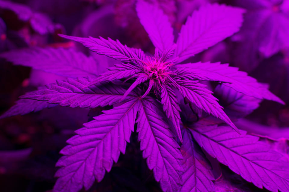 An up-close view of a flowering cannabis plant under an LED light.