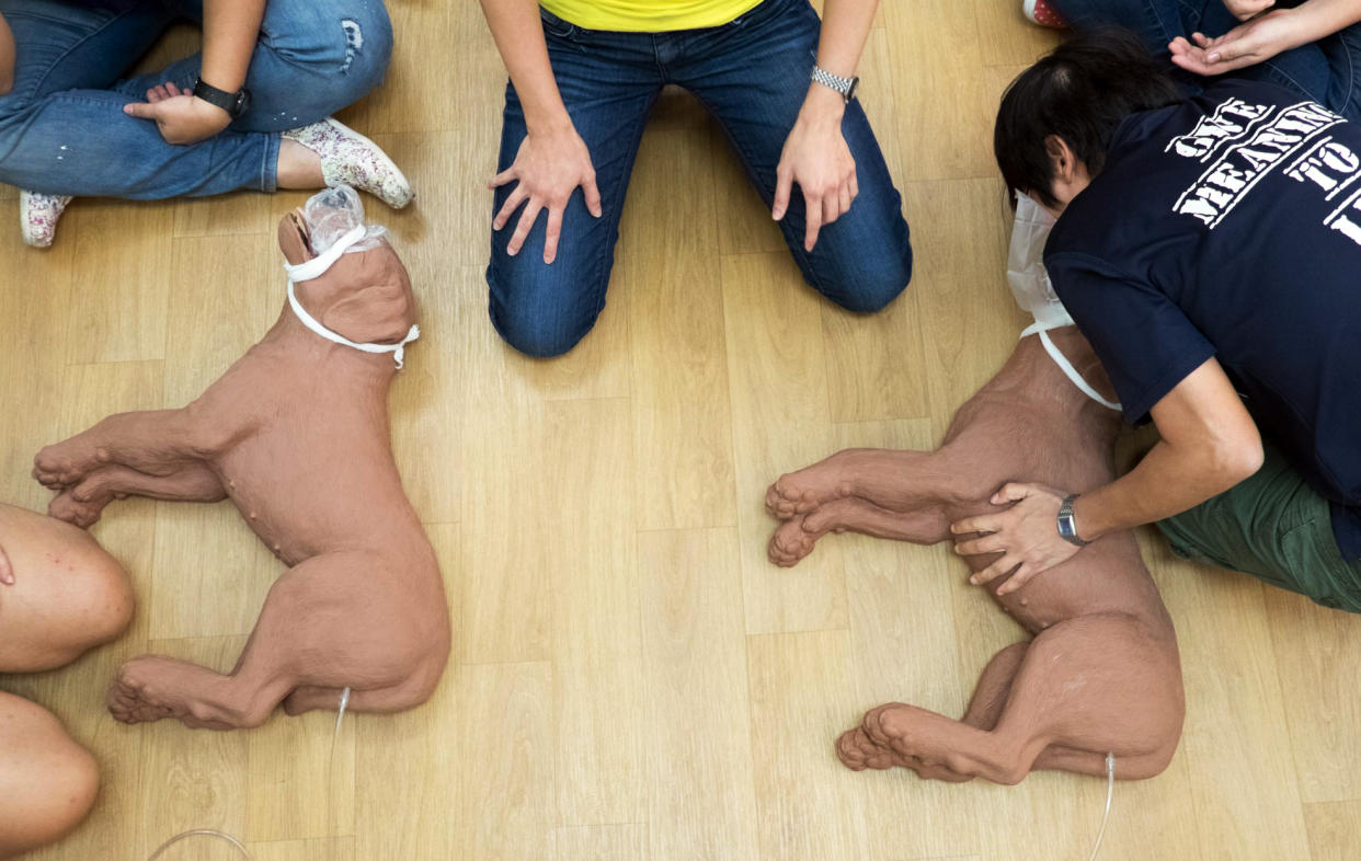 <span>An increasing number of people in Singapore are taking up courses to pick up life-saving skills specific to household pets such as dogs, cats, rabbits and guinea pigs. </span>(PHOTO: Dog First Aid)