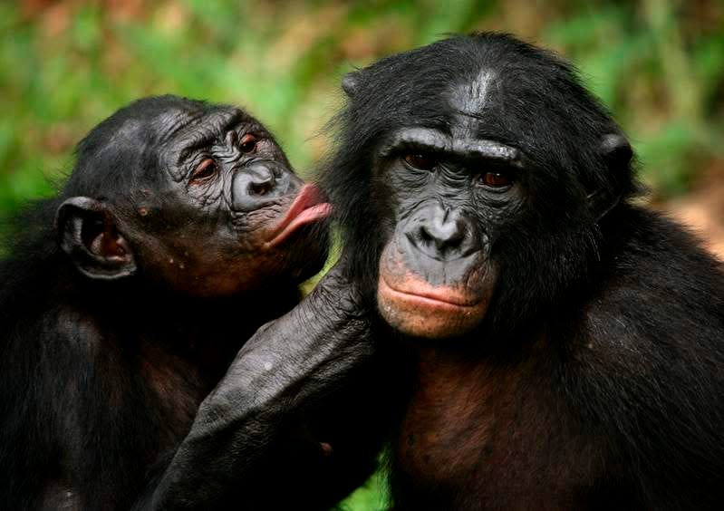 Bonobo apes, primates unique to Congo and humankind's closest relative, groom one another at a sanctuary just outside the capital Kinshasa, Congo on October 31, 2006.   REUTERS/Finbarr O'Reilly/File Photo