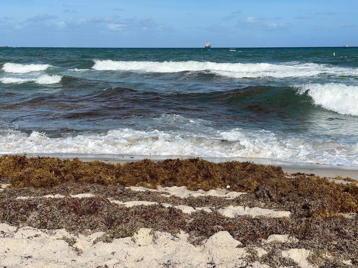 Sargassum washes ashore at Fort Lauderdale Beach near Sunrise Boulevard on March 31, 2023. Robyn Wishna