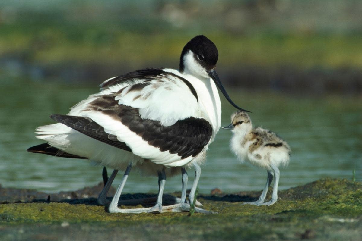 Avocets are among 30 species of birds migrating to Norfolk <i>(Image: Chris Gomersall/ RSPB)</i>
