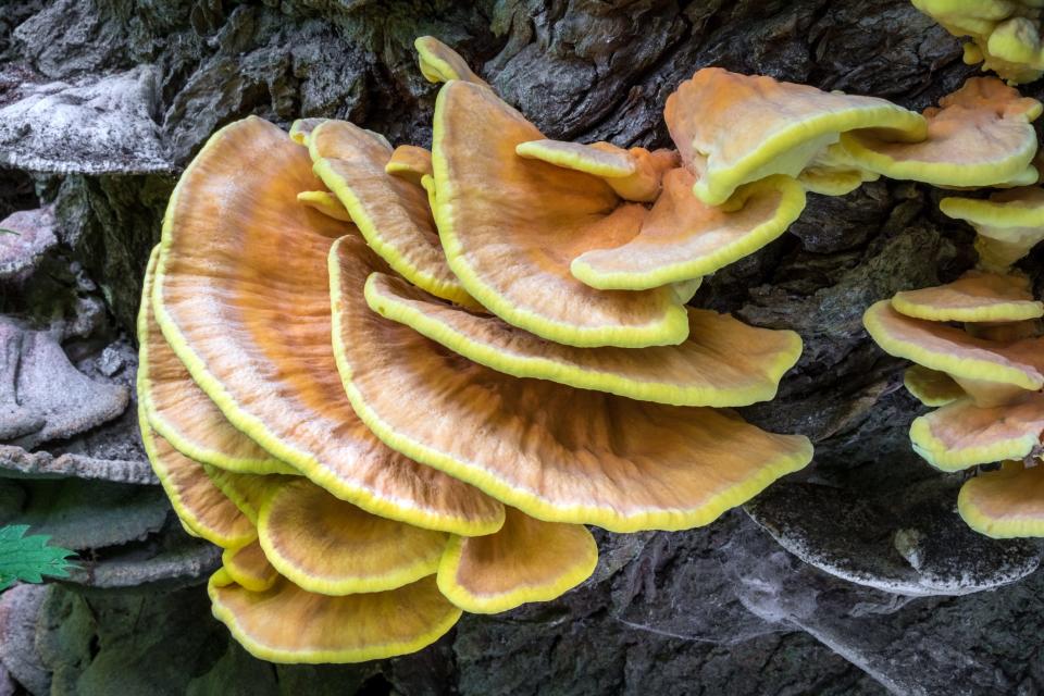 The edible mushroom commonly known as chicken of the woods on a tree trunk.