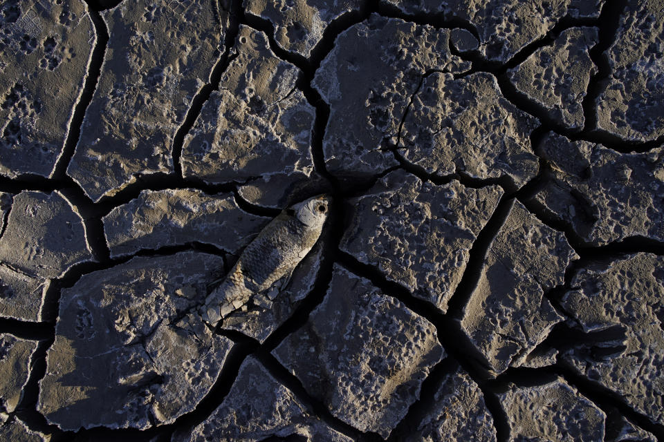 FILE - A dead fish that used to be underwater sits on cracked earth above the water level on Lake Mead at the Lake Mead National Recreation Area on May 9, 2022, near Boulder City, Nev. Federal officials on Tuesday, Aug. 16, 2022, are expected to announce water cuts that would further reduce how much Colorado River water some users in the seven U.S. states reliant on the river and Mexico receive. (AP Photo/John Locher, File)