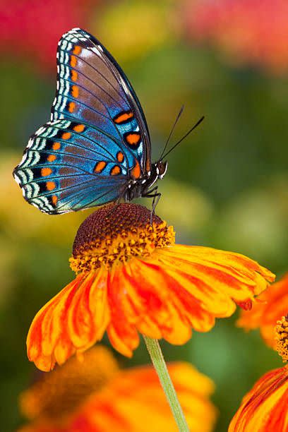 Helenium