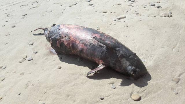 侏儒抹香鯨擱淺死亡屏東，這也是今年鯨豚擱淺死亡第4件案例。（海巡署南部分署提供）