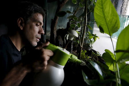 Luis Merlo, a veterinarian, works in the frogs habitats at the terrarium facilities in Caracas November 30, 2015. REUTERS/Carlos Garcia Rawlins