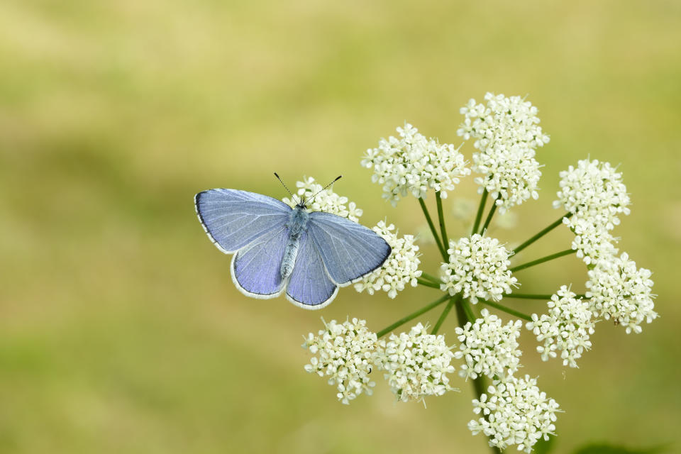 Holly blue