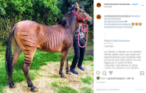 Zebrallo è l’ibrido che nasce per l’incrocio tra un cavallo e una zebra.