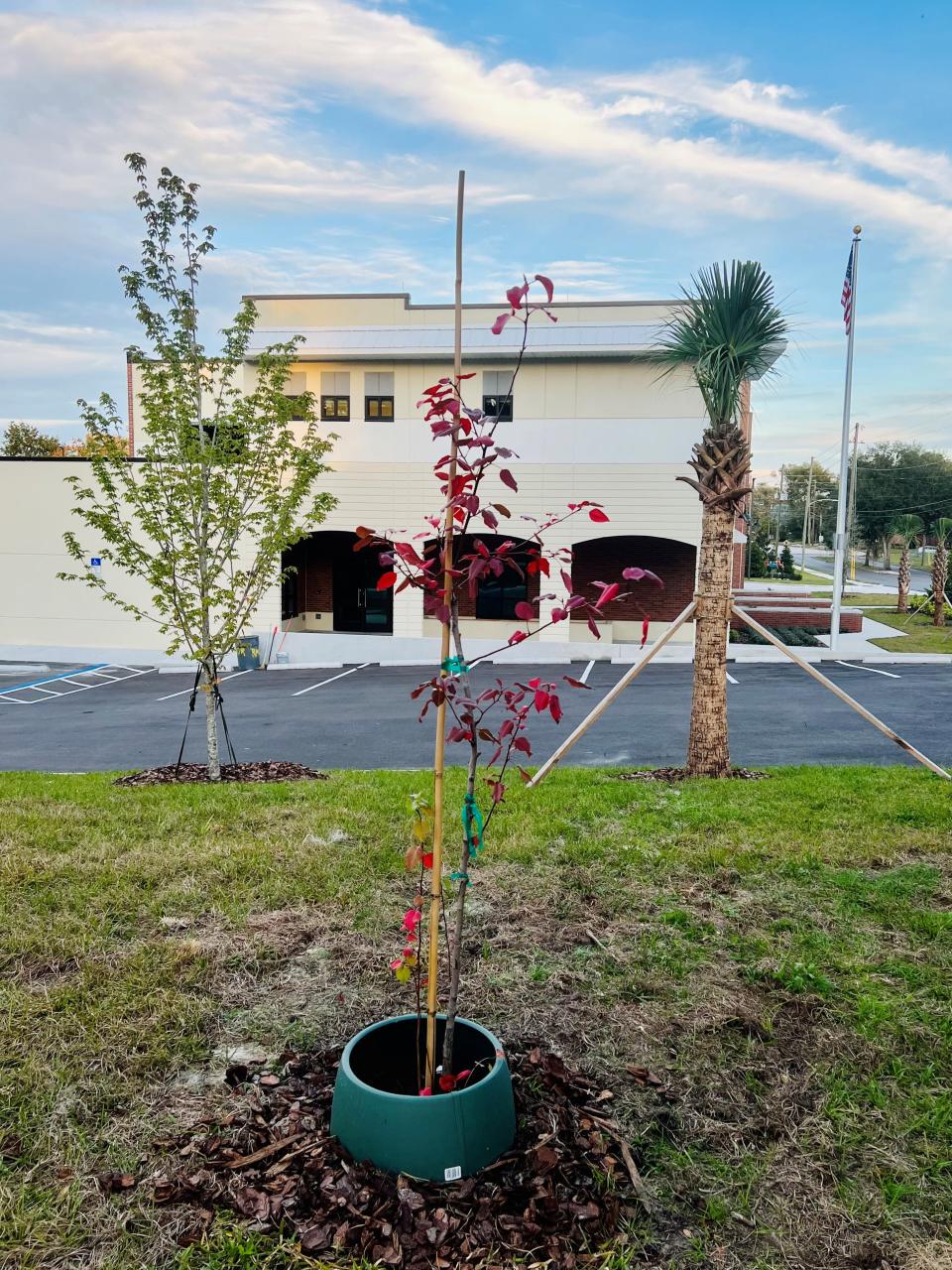 The landscaping around DeLand's new Fire Station 81 includes this Callery pear sapling is from the 9/11 Survivor Tree, which was recovered from the rubble at Ground Zero and rehabilitated.