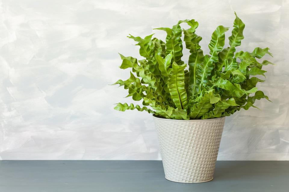 Bird's nest fern in white planter