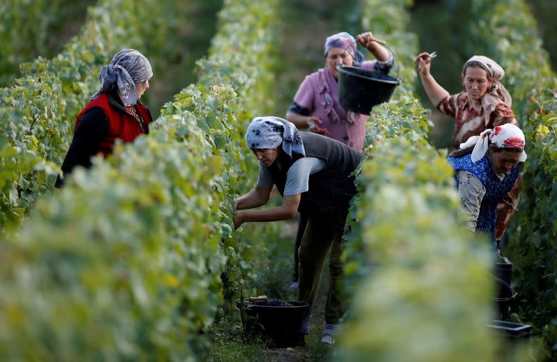 FILE PHOTO: Workers collect grapes in a Taittinger vineyard during the traditional Champagne wine harvest in Pierry