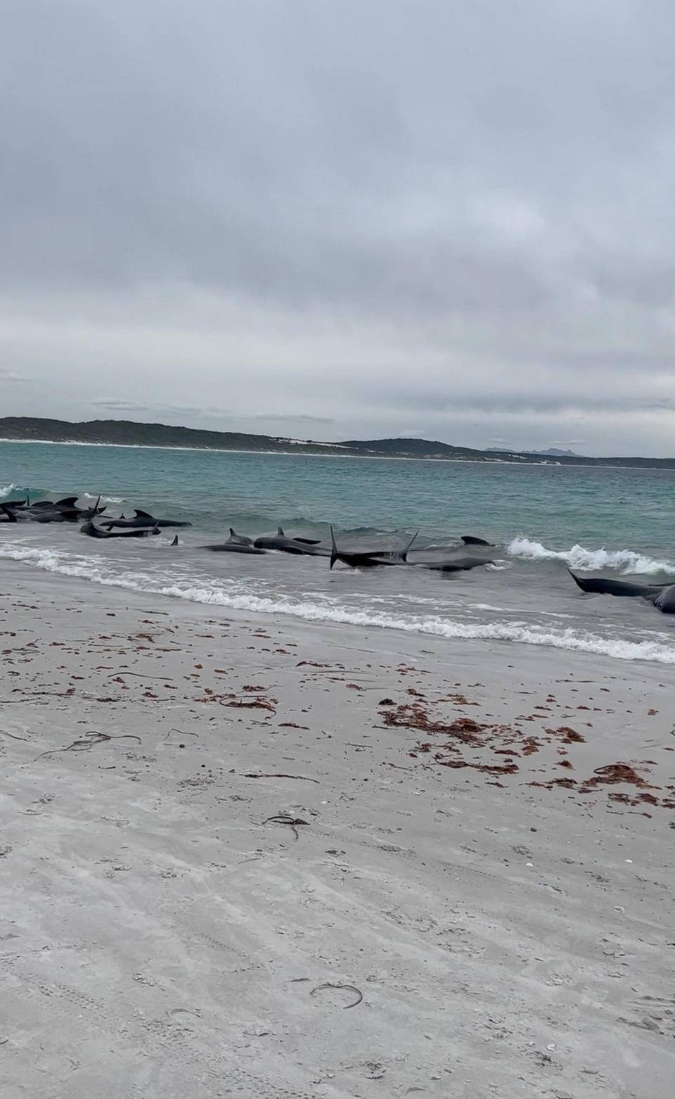 A view of pilot whales stranded on Cheynes Beach, Australia July 25, 2023, in this still image obtained from social media video. / Credit: ALLAN MARSH/CHEYNES BEACH CARAVA