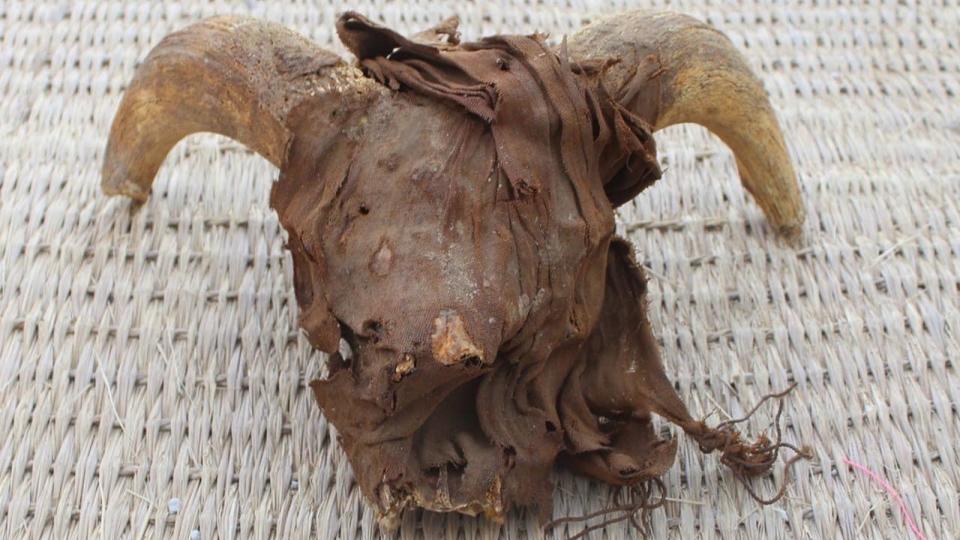 A ram's head rapped in bandages and partially decayed.