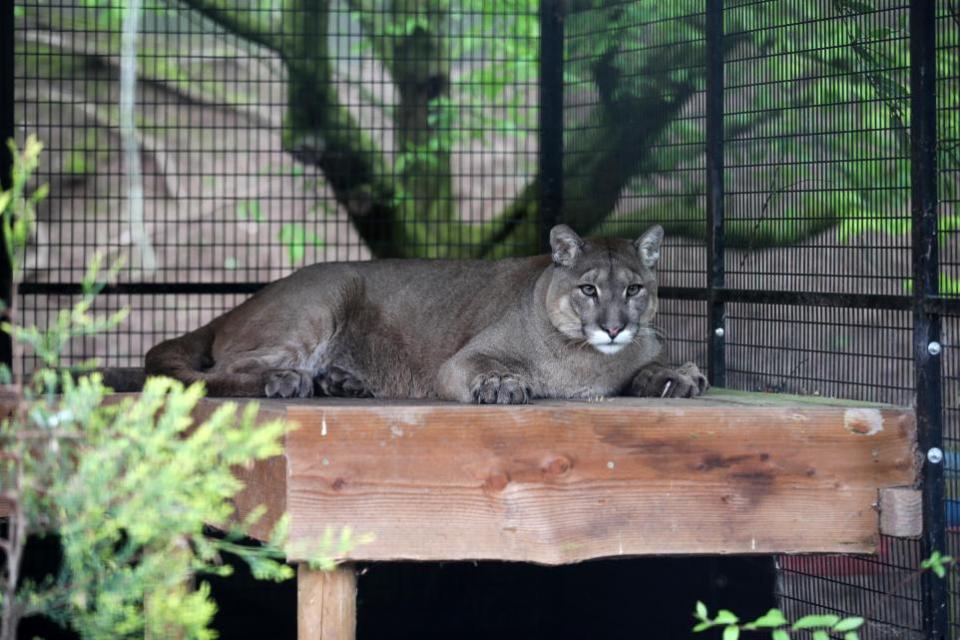 Hereford Times: A mountain lion at the rescue centre