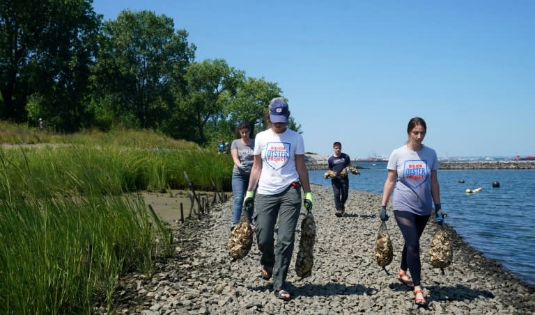 The Billion Oyster Project, whose workers are seen here near Brooklyn's Bush Terminal Park, aims to restore a billion oysters by 2035 to the waters around America's largest city