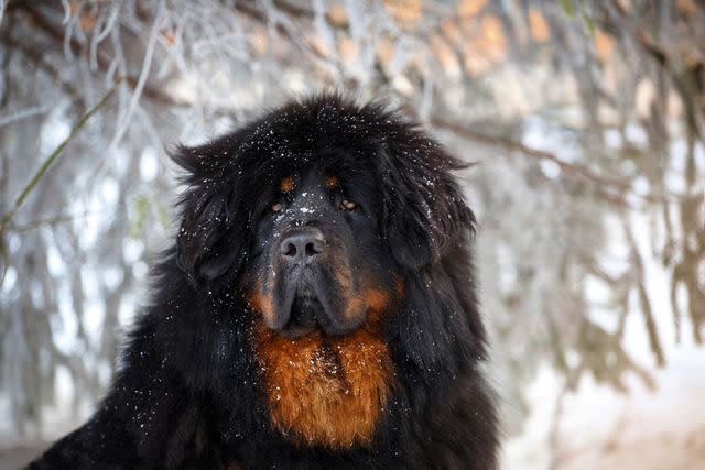 <p>~User7565abab_575 / Getty Images</p> The Tibetan Mastiff comes in solid colors with or without tan markings, as seen here on this black dog.