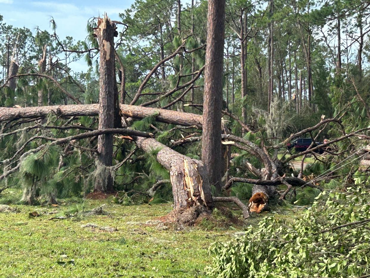 Fallen trees near the home of Taylor County football coach Eddie Metcalf following Hurricane Idalia.