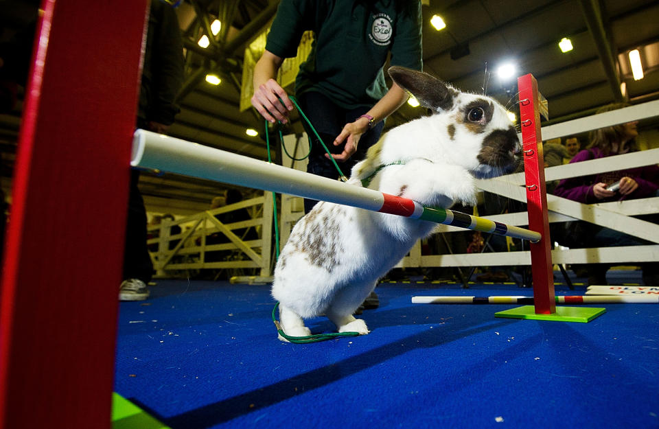 Animal Enthusiasts Enjoy The UK's Rabbit Grand National