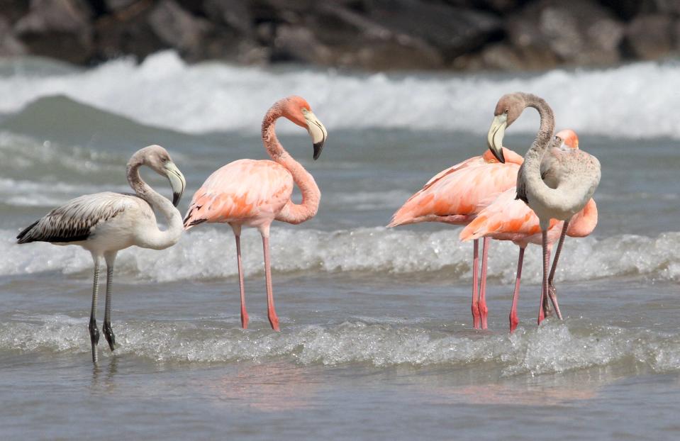 Five flamingos stand Friday afternoon at South Beach in Port Washington. It's the first documented sighting of the species in Wisconsin.