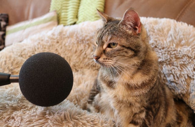 Guinness World Record cat purr