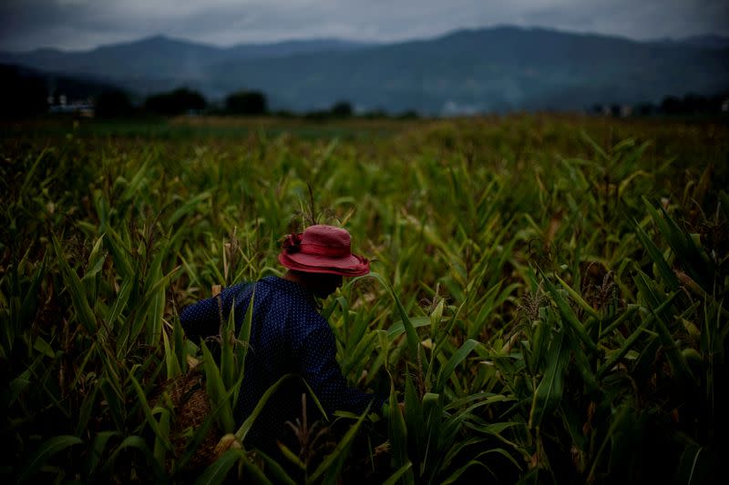 FILE PHOTO: Yu Wuyang, an ethnic Dai farmer, picks corn in his cornfield at Nuodong village of Menghai county