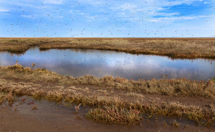 <span class="caption">Mosquitoes leave the water and take microplastics with them.</span> <span class="attribution"><a class="link " href="https://www.shutterstock.com/image-photo/mosquitoes-swarming-over-stagnant-water-97715507?src=u2BzmkzrrebdGDJZ2nUd6w-1-29" rel="nofollow noopener" target="_blank" data-ylk="slk:Shaun Wilkinson/Shutterstock;elm:context_link;itc:0;sec:content-canvas">Shaun Wilkinson/Shutterstock</a></span>