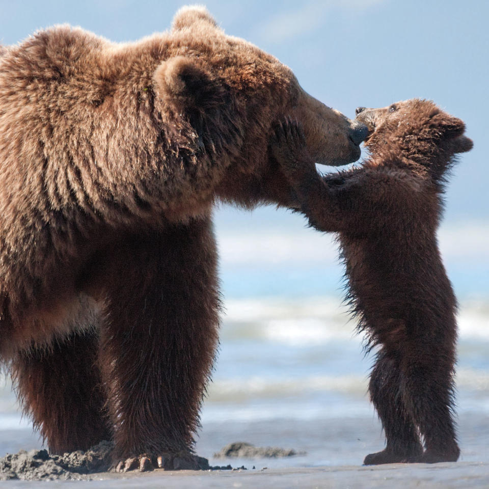 This image released by Disney shows an adult bear named Sky and a cub named Scout in a scene from "Bears." (AP Photo/Disney, Adam Chapman)