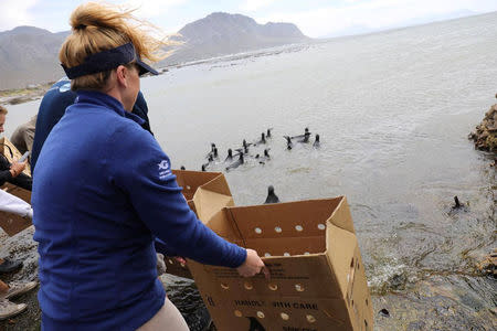 Kristen Hannigan, senior trainer at Georgia Aquarium, watches from the shore after the release of penguin chicks that were rehabilitated by the Southern African Foundation for the Conservation of Coastal Birds (SANCCOB) at Stony Point near Cape Town, South Africa, December 8, 2016. Georgia Aquarium/Addison Hill/Handout via REUTERS