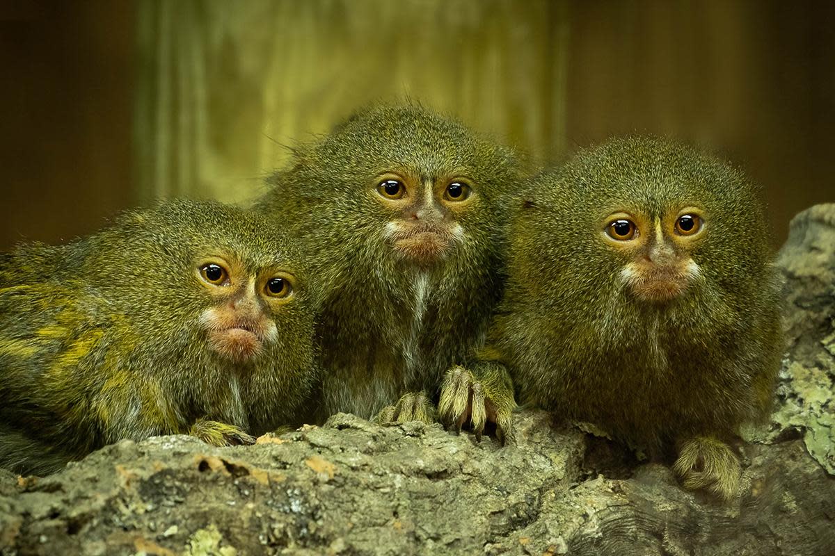 Adorable - three of the marmosets at Colchester Zoo <i>(Image: Nina Day)</i>
