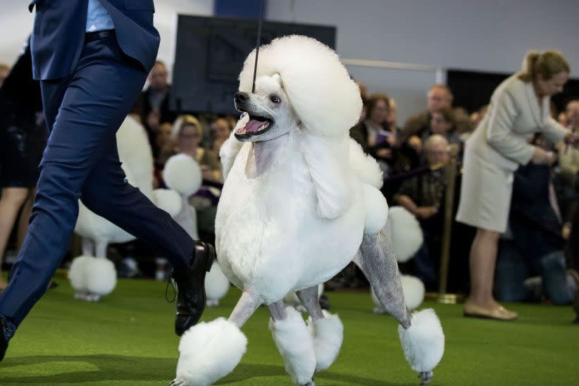 Westminster Dog Show Photos They Don't Want You to See