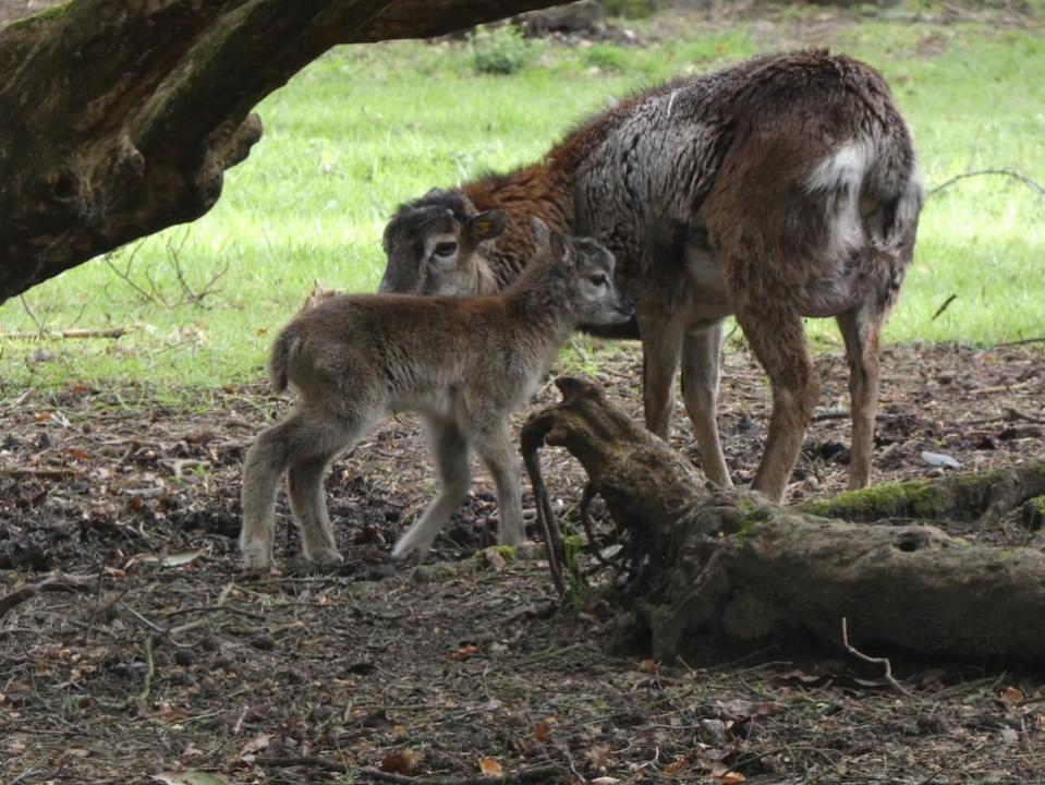 Daily Echo: Mouflon lambs and their parents