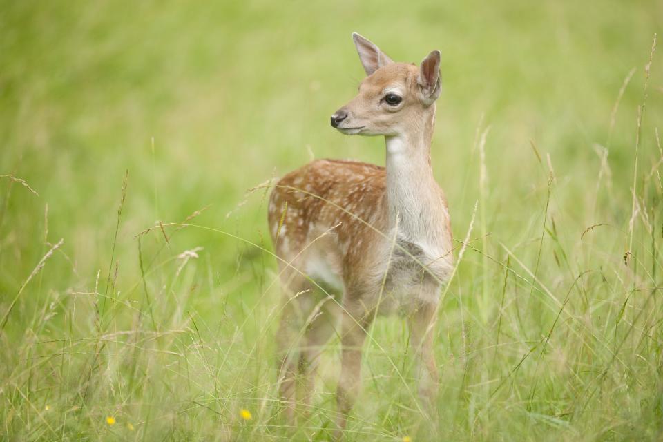 Ein gerettetes Tierbaby fand auf einem Freilichtmuseum nicht nur ein dauerhaftes Zuhause, sondern auch einen Freund fürs Leben (Symbolbild: Getty Images)