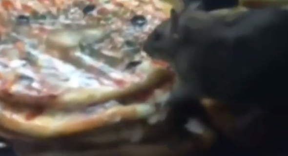 Customer films 3 giant rats eating food at pizza bar