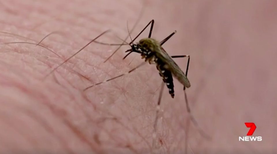 Residents in southwest Sydney are being warned to be on high alert following the detection of Ross River virus, transmitted through mosquitoes. Source: 7News