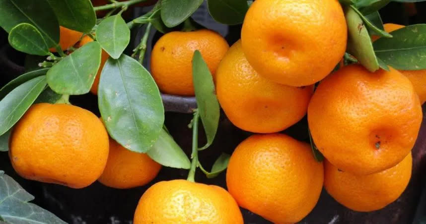<strong>柑橘中的維生素C能夠促進膠原蛋白的形成，強化頭髮韌性，防止頭髮變脆或斷裂。（示意圖／資料庫）</strong>